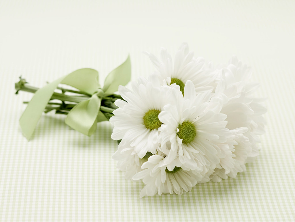 hoa cuc