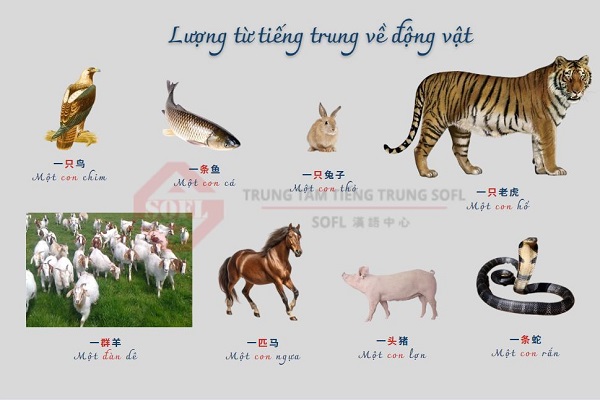 Lượng từ thường dùng cho động vật trong Bwin là gì